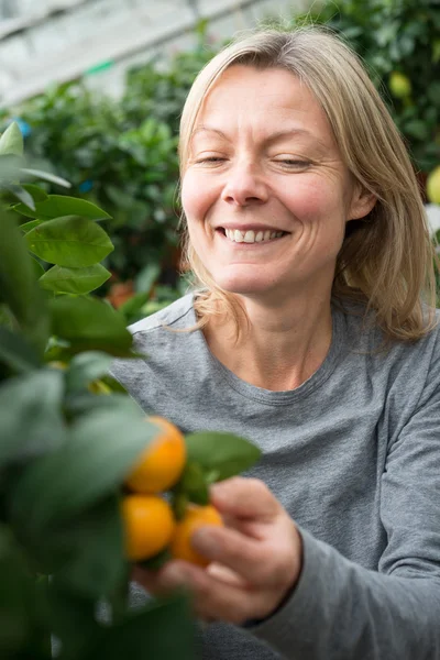 Mujer sonriente recogiendo una naranja en vivero de plantas — Foto de Stock