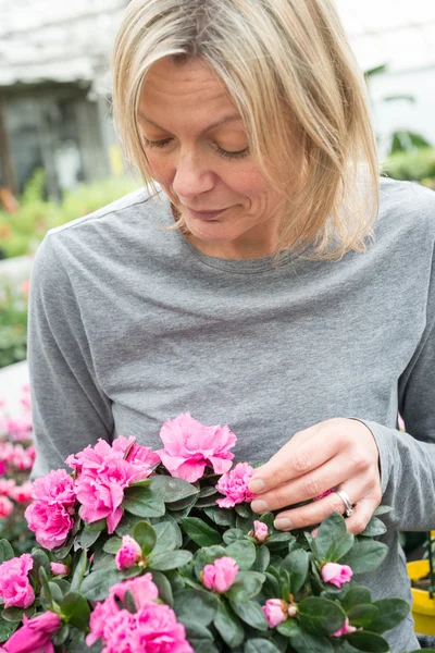 Mujer estudiando Azalea rosa Flores en un centro de jardinería — Foto de Stock