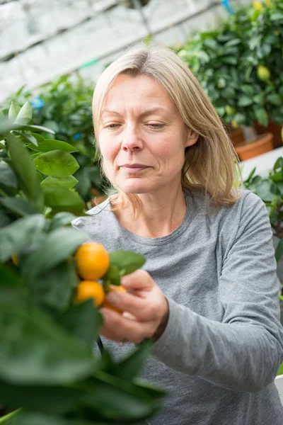 Mujer recogiendo un cítrico en vivero de plantas — Foto de Stock
