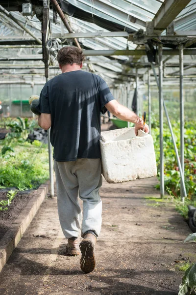 Hombre jardinero caminando a través de invernadero — Foto de Stock