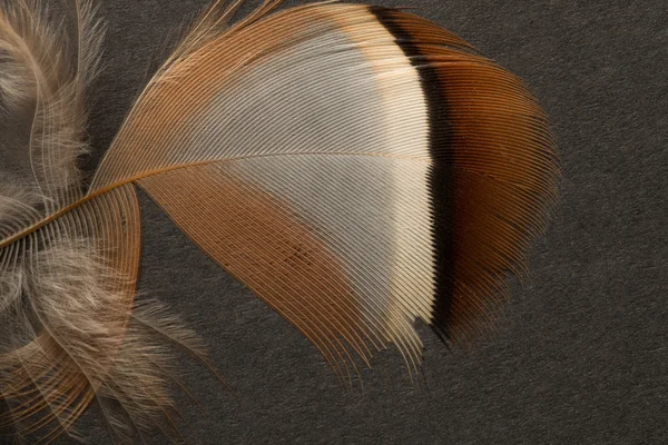 Brown textured feather close up — Stock Photo, Image