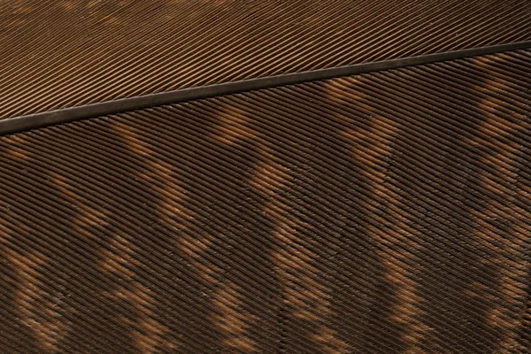 Braune texturierte Federn aus nächster Nähe Stockfoto