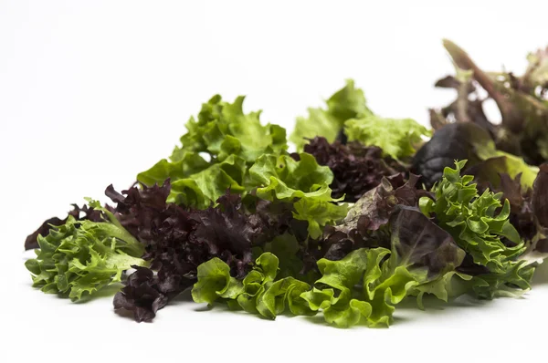 Mixed salad leaves — Stock Photo, Image