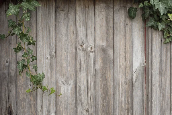 Sfondo in legno con edera — Foto Stock