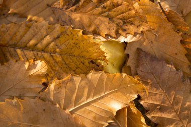 Yığın sonbahar yaprakları