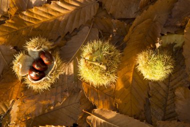 Üç kestane kabuğu