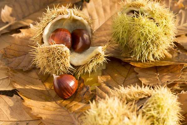 Kastanjes op een groene achtergrond — Stockfoto