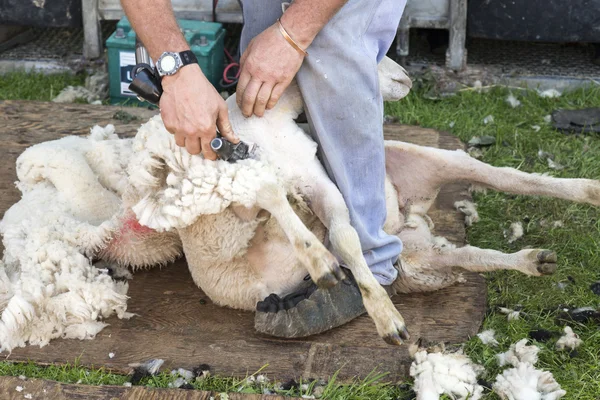 Man shearing sheep by hand — Stock Photo, Image