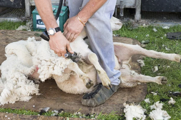 男の手で羊の毛刈り — ストック写真