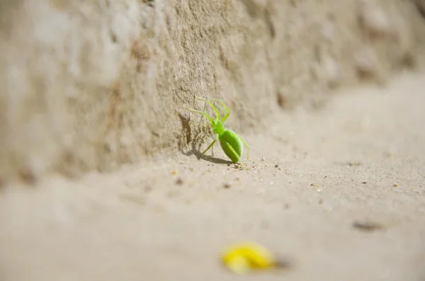 Grüne Spinne — Stockfoto