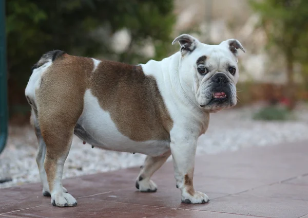 İngiliz buldog portresi