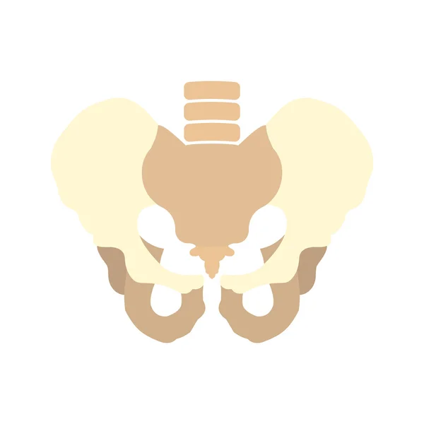 Icono de pelvis humana — Vector de stock