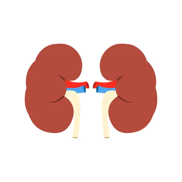 Human kidney icon — Stock Vector