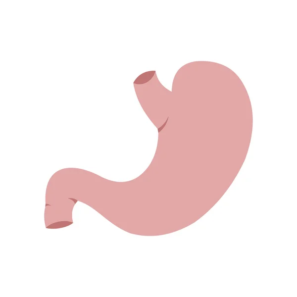 Human stomach icon — Stock Vector