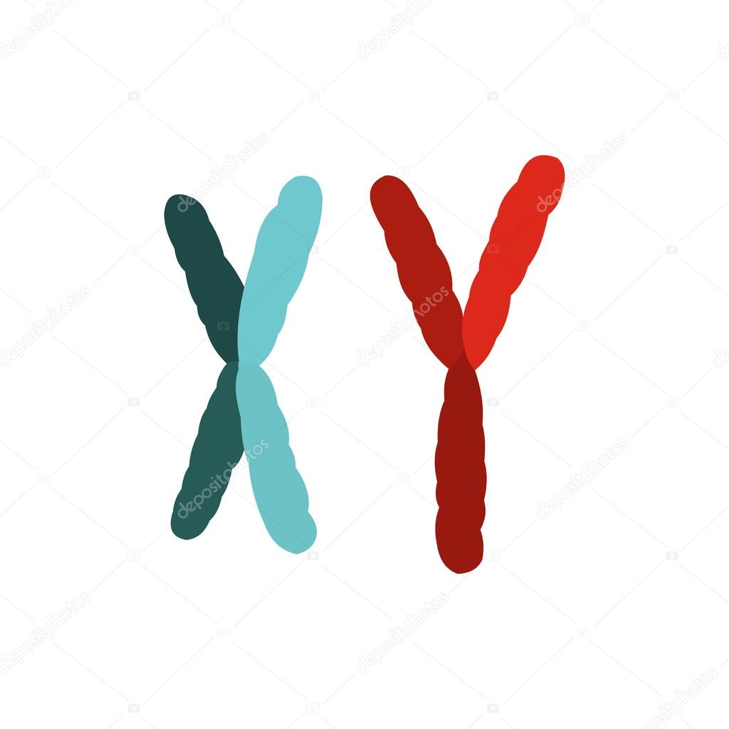 X and Y chromosome icon