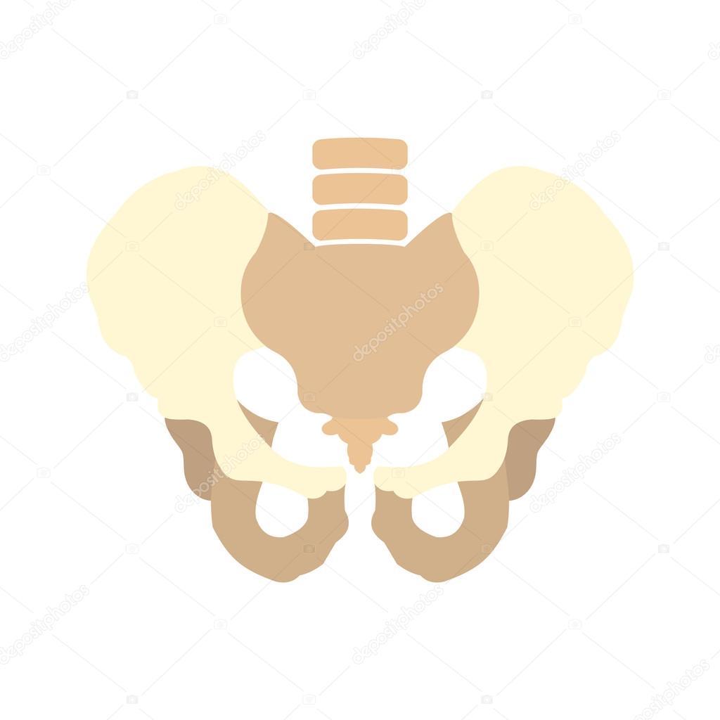 Human pelvis icon