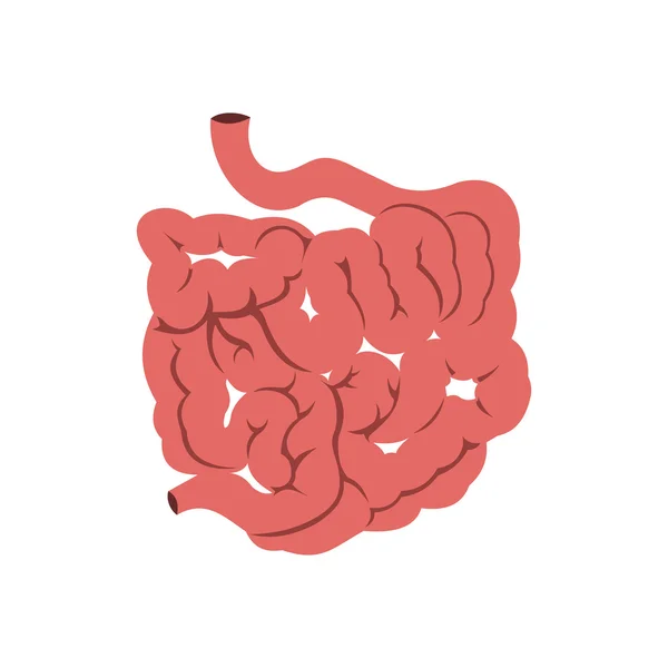 Icono del intestino delgado — Archivo Imágenes Vectoriales