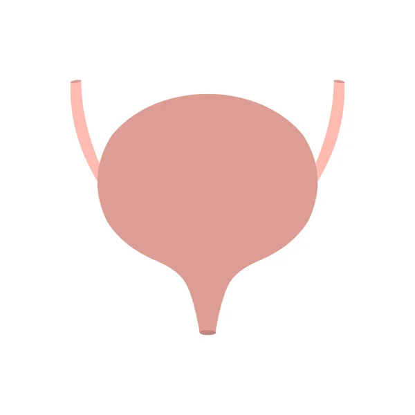 膀胱アイコン フラット — ストックベクタ