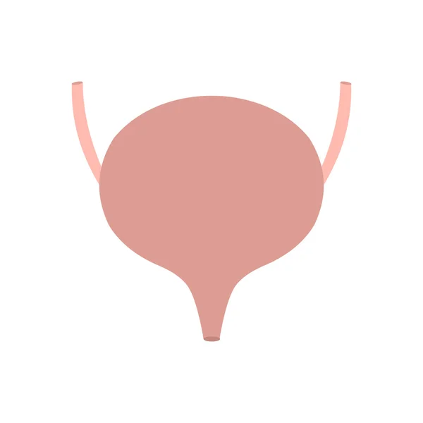 Bladder icon flat — Stock Illustration Bladder icon flat Stock Vector