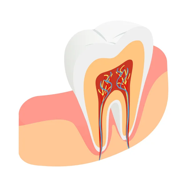 Ícone de seção transversal do dente, estilo 3D isométrico — Vetor de Stock