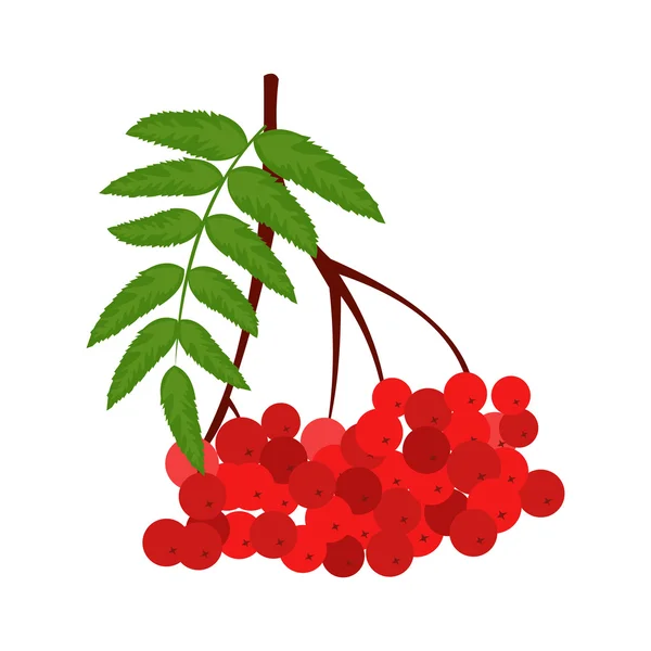 Branch of red rowan icon — Stock Vector