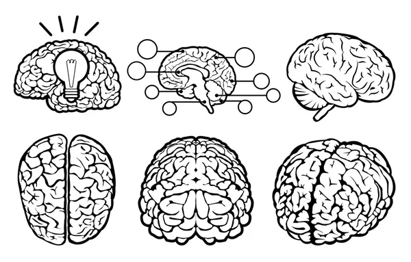 Conjunto de cérebro humano —  Vetores de Stock