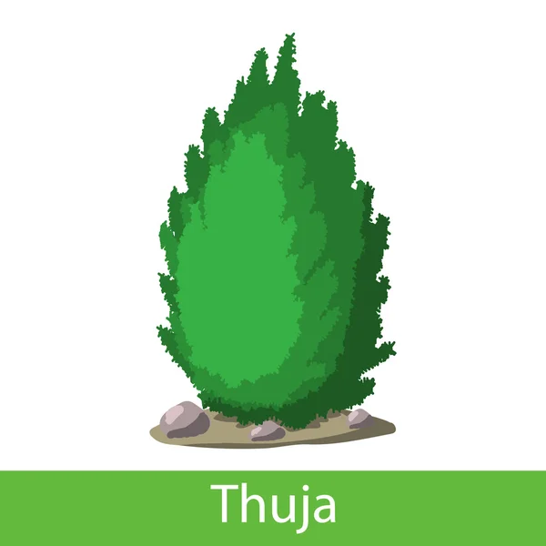 Thuja icona del cartone animato — Vettoriale Stock