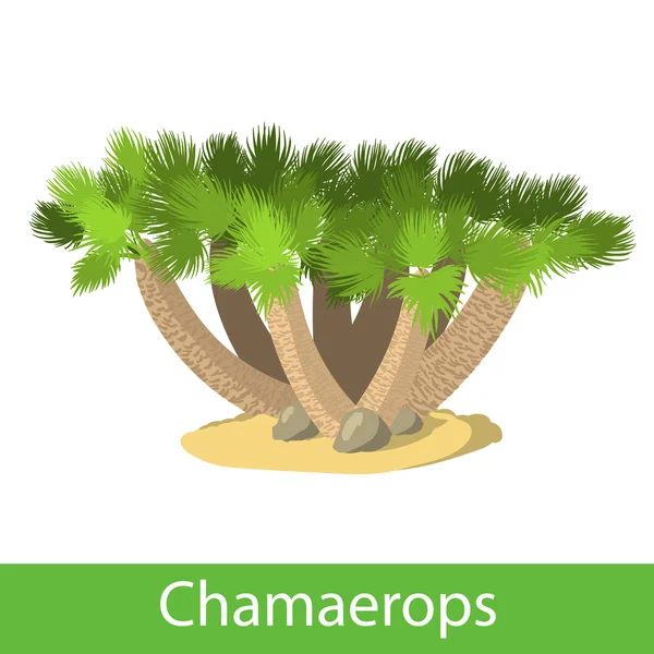 Ilustración de las Chamaerops — Vector de stock