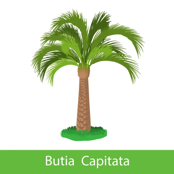 Butia Capitata árbol de dibujos animados — Vector de stock