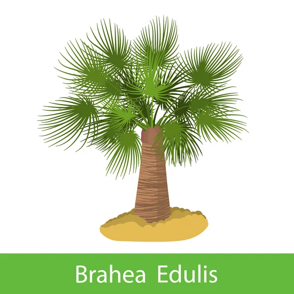 Brahea Edulis árbol de dibujos animados — Vector de stock