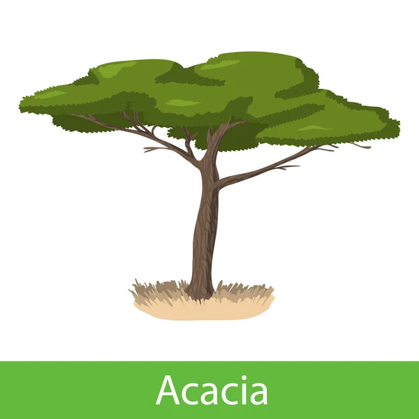 Árvore dos desenhos animados Acacia —  Vetores de Stock