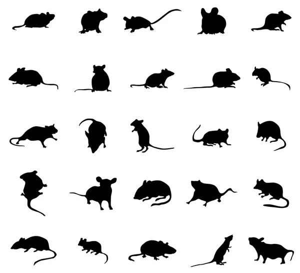 Conjunto de silhuetas de rato —  Vetores de Stock