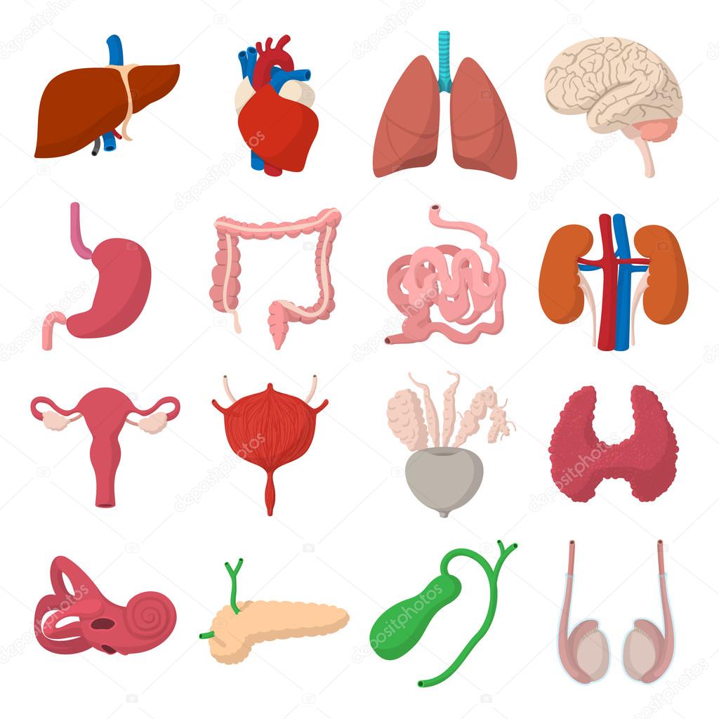Internal organs cartoon icons