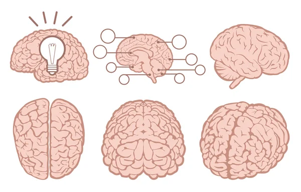 인간의 두뇌 평면 세트 — 스톡 벡터