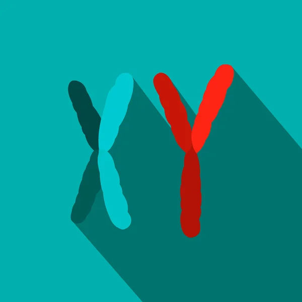 X i Y chromosom płaski ikona — Wektor stockowy