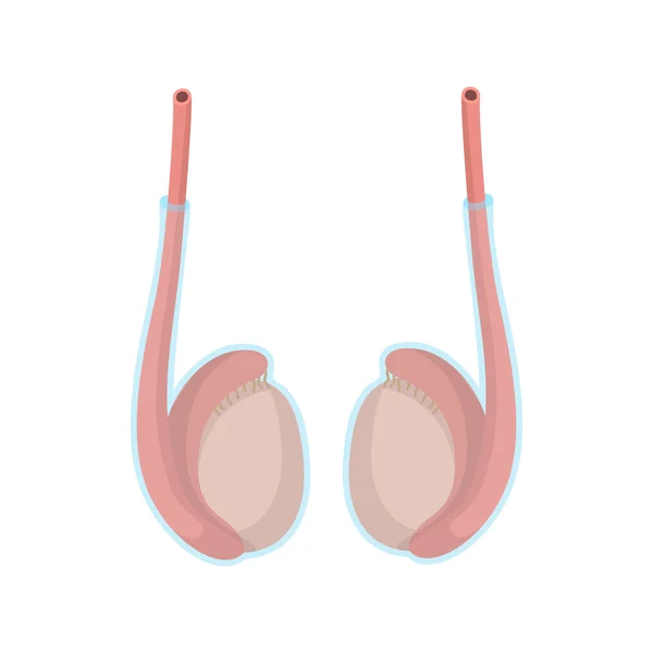 Ícone de desenhos animados de testículos —  Vetores de Stock