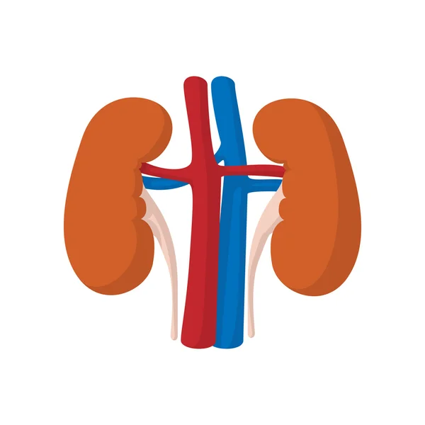 Human kidney cartoon icon — Stock Vector