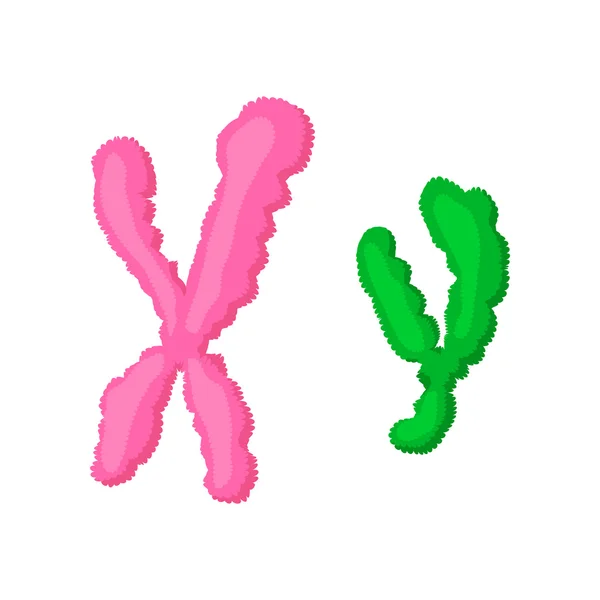 X i Y chromosom ikona cartoon — Wektor stockowy