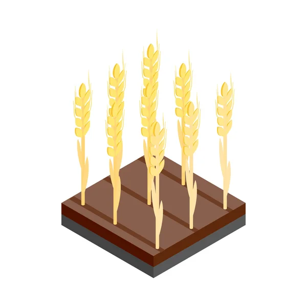 Orelhas de trigo amarelo no ícone 3D isométrico campo — Vetor de Stock