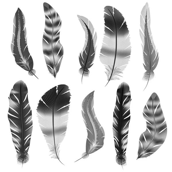 羽毛的向量集 — 图库矢量图片