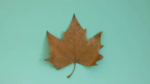 dry leaf on mint green background