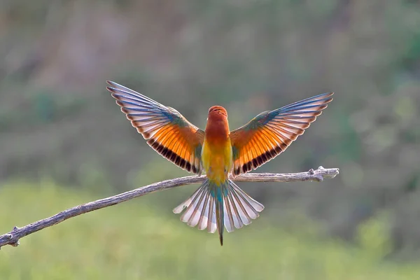 Daldaki güzel bir kuş yiyici. Arı yiyiciler, Meropidae familyasından bir kuş türü..
