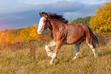 Clydesdale atı dört nala koşuyor