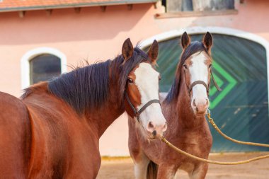 İki clydesdale atı ahırın yakınında kalıyor.