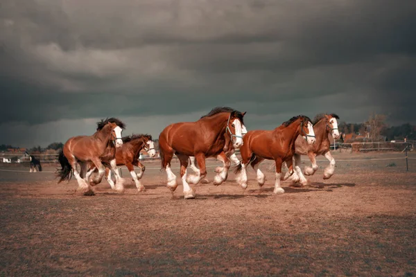 Cavalos galopando pelo campo — Fotografia de Stock