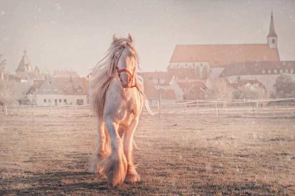 Cavalo cigano branco com crina longa — Fotografia de Stock