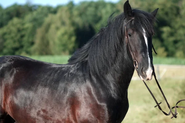 Nagy és hatalmas fekete megyei ló marad a mezőn. — Stock Fotó