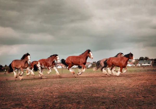 Cavalos galopando pelo campo — Fotografia de Stock