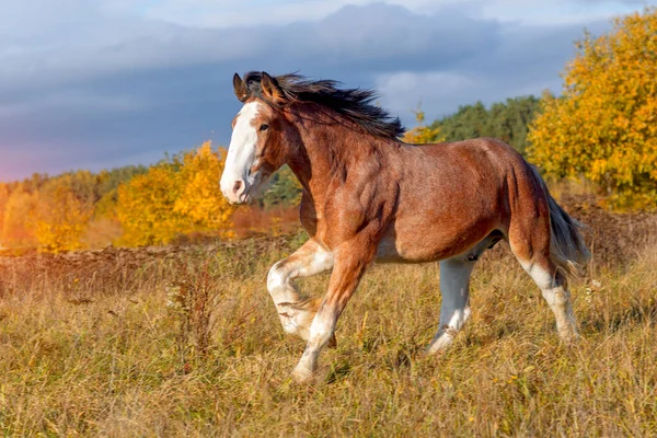 Clydesdale häst galopperar genom fältet — Stockfoto