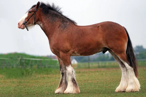 Stor och stor clydesdale häst stanna på fältet — Stockfoto